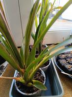 Bromelia kamerplant - Tropische sfeer in huis, Ophalen, Overige soorten, Halfschaduw, In pot