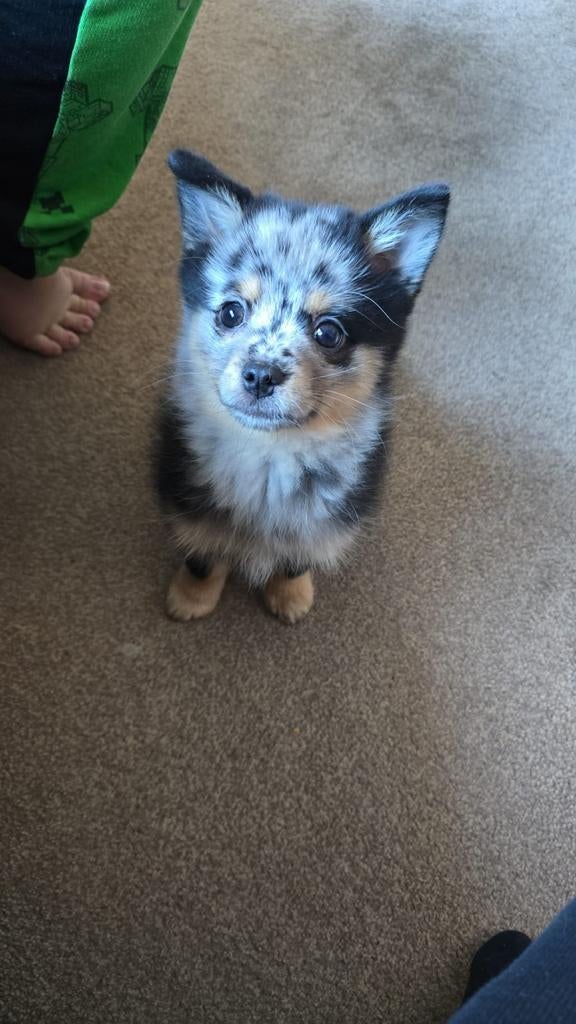 Pomchi, Reu, 8 tot 15 weken, Eén hond, Nederland