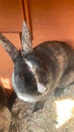 2 Dwergkonijntjes, Dieren en Toebehoren, Konijnen, Vrouwelijk, Dwerg