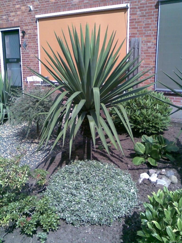 Yucca Recurvifolia op stam, Ophalen, Overige soorten, Volle zon