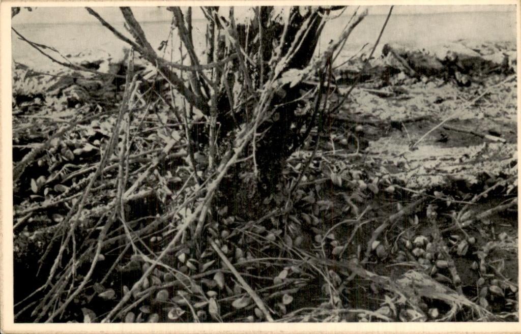 Schouwen en Duiveland - Mosselen - op vernielde vruchtbomen, Ophalen of Verzenden, 1940 tot 1960, Ongelopen, Zeeland