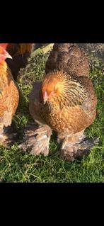 Broedeieren Brahma groothoender, Dieren en Toebehoren, Geslacht onbekend, Kip