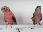 3 bourke parkieten te koop., Dieren en Toebehoren, Vogels | Parkieten en Papegaaien, Meerdere dieren, Parkiet