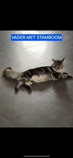 Maincoon kittens, Dieren en Toebehoren, Meerdere dieren, Met stamboom