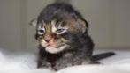 Maine coon kittens, 0 tot 2 jaar