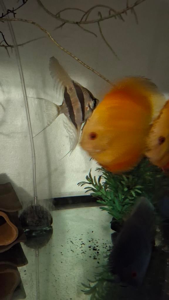 Altum Rio Orinoco Maanvis 15-20см, Dieren en Toebehoren, Vissen | Aquariumvissen
