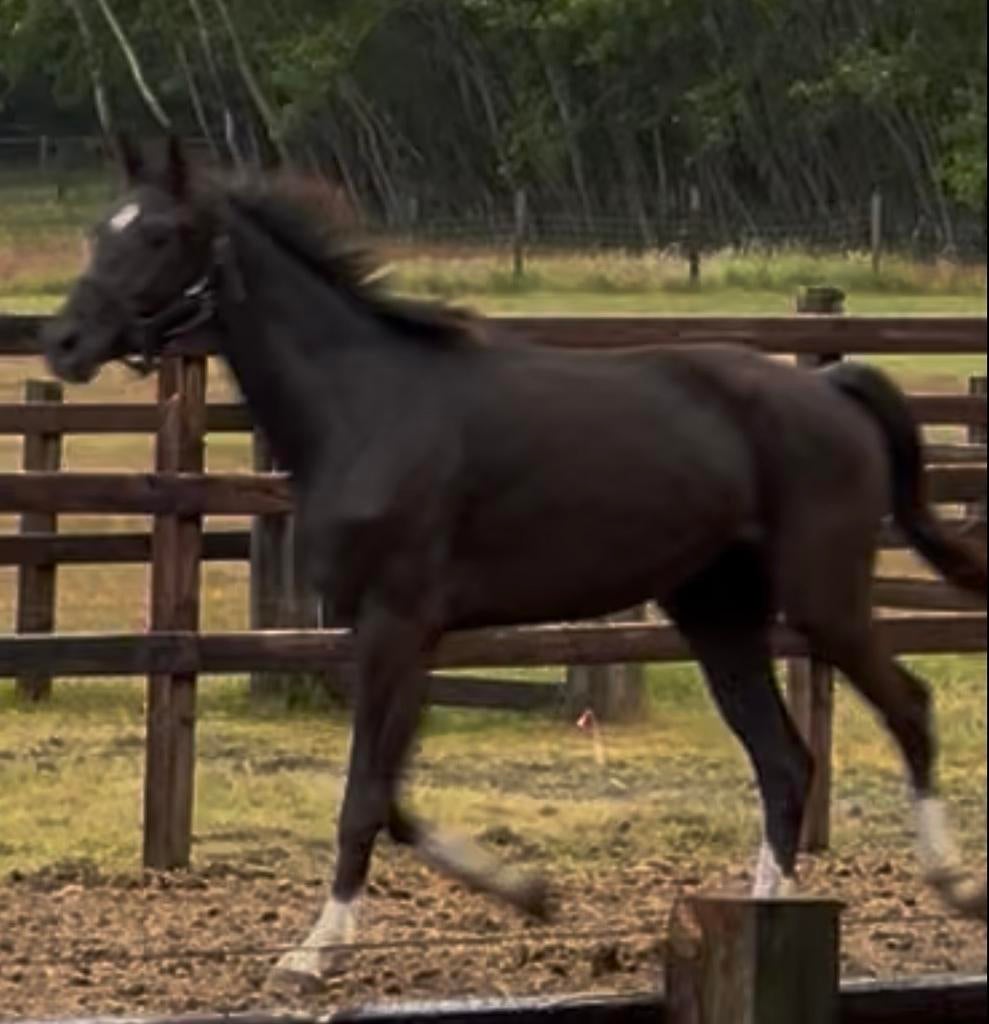 Prachtige 4 jarige ruin James SB x Zapatero VDL, Dieren en Toebehoren, Paarden, Springpaard, Met stamboom, Ruin, Onbeleerd