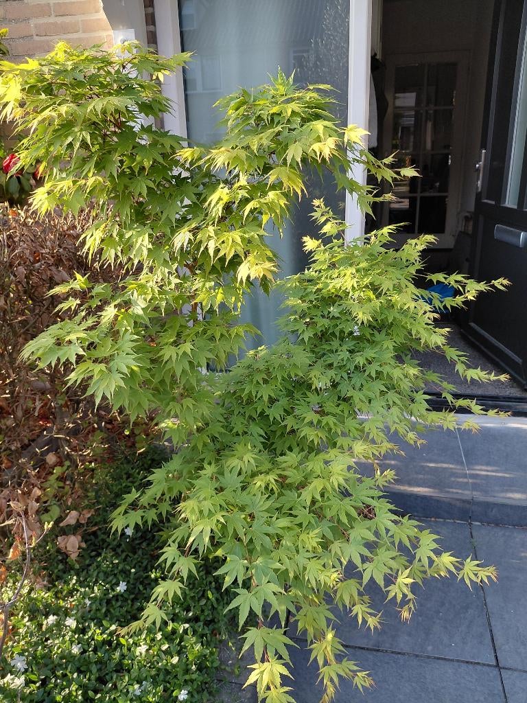 Japanse esdoorn, Tuin en Terras, Planten | Bomen, Ophalen, Bloeit niet, Halfschaduw, Overige soorten