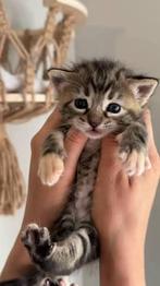 Kittens gezocht, Poes