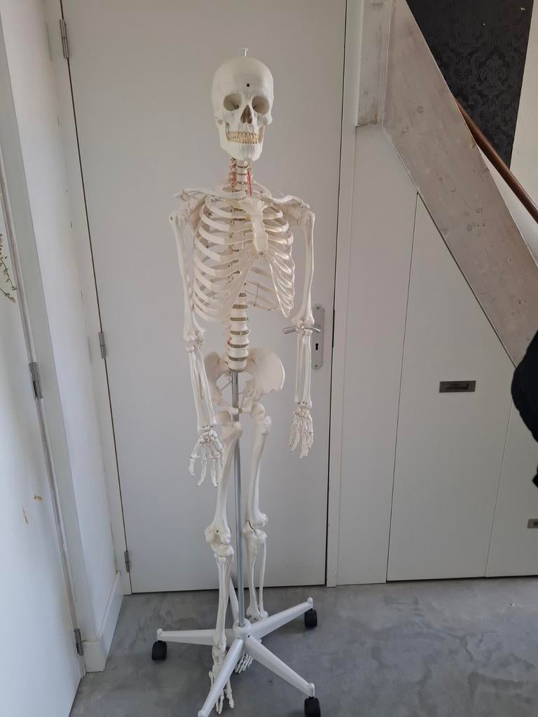 Levensgroot Anatomisch Skelet 'Oscar' (180 cm) + Statief, Diversen, Schoolbenodigdheden, Ophalen of Verzenden, Nieuw