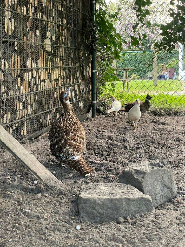 Himalaya glansfazant (Lophophorus impejanus), Vrouwelijk, Overige soorten