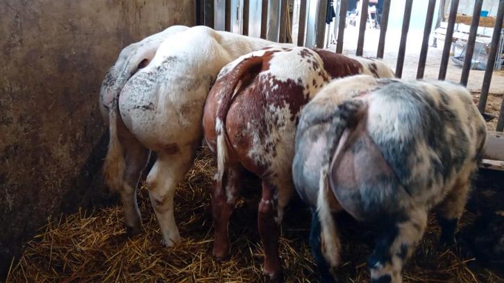 tekoop 3 apparte dikbil stiertjes en ander vleesvee, Dieren en Toebehoren, Runderen, Vrouwelijk, 0 tot 2 jaar