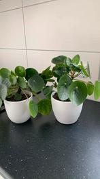 Pannenkoek plant met pot  ps €5, Ophalen of Verzenden, Halfschaduw, Minder dan 100 cm