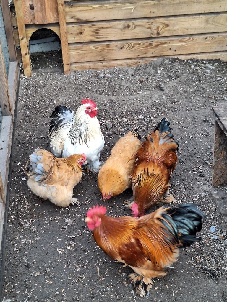 Te koop Cochin hanen, Dieren en Toebehoren, Pluimvee, Mannelijk, Kip