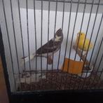 Kanaries, Meerdere dieren, Kleurkanarie