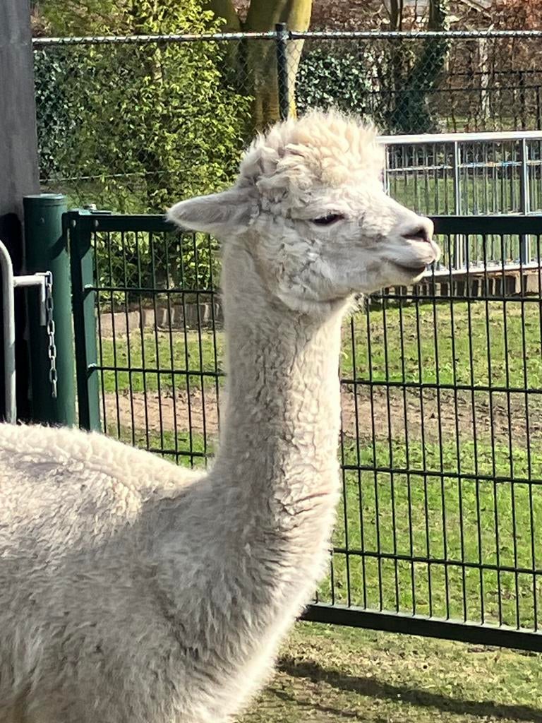Te koop alpaca merrie, Augustus, Vrouwelijk