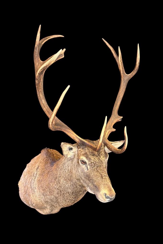 Edelhert Taxidermie, Verzamelen, Dierenverzamelingen, Ophalen, Zo goed als nieuw, Overige soorten, Opgezet dier