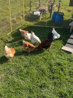 Broed eieren witte Sussex en de bruine legkip., Geslacht onbekend, Kip