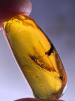 Birmees Amber (X1) met insluiting van groot onbekend vliegen, Verzenden, Fossiel