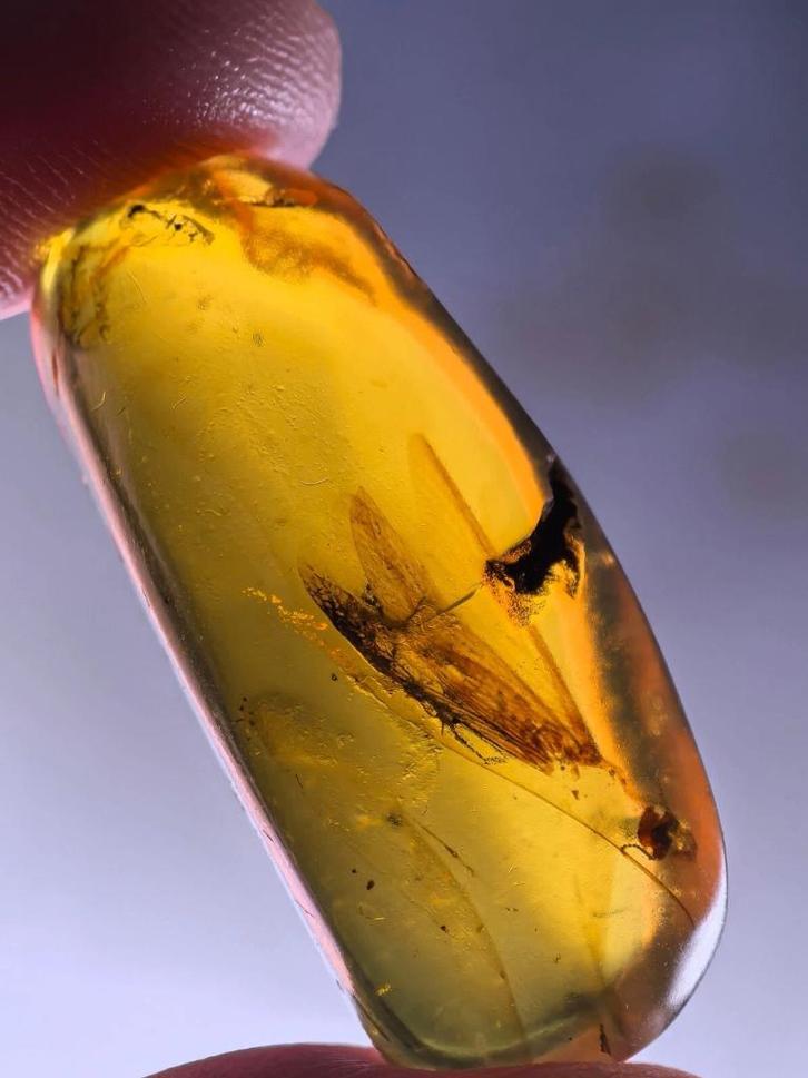 Birmees Amber (X1) met insluiting van groot onbekend vliegen, Verzamelen, Mineralen en Fossielen, Fossiel, Verzenden