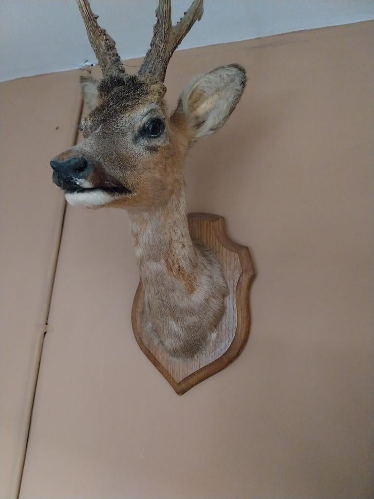 Groot model hertje - Opgezette hertenkop, Ophalen of Verzenden, Gebruikt, Hert, Opgezet dier