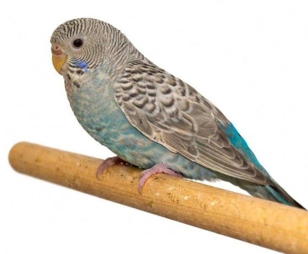 dunfallow Blackface split blackwing vrouw, Dieren en Toebehoren, Vrouwelijk, Parkiet, Geringd