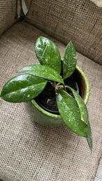 Hoya Carnosa, Huis en Inrichting, Kamerplanten, Ophalen of Verzenden, Halfschaduw, Minder dan 100 cm