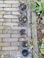 Klimop, Tuin en Terras, Ophalen, Klimplanten, Volle zon