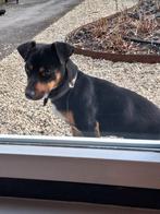 Jack Russel Black en tan, reu, Reu, Eén hond, Nederland, Particulier
