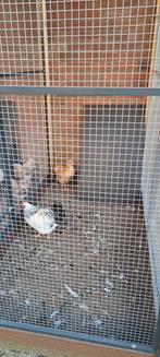 Wyandotte hanen, Dieren en Toebehoren, Pluimvee, Mannelijk, Kip