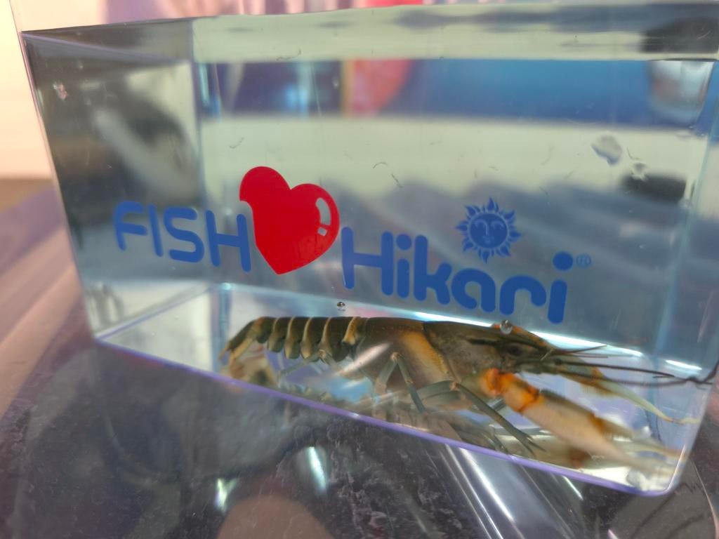 CHERAX SP.PEKNYI BLUE CLAW ZEBRA, Dieren en Toebehoren, Vis