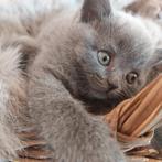 Lieve British  kittens zoeken een gouden mandje, Meerdere dieren, 0 tot 2 jaar