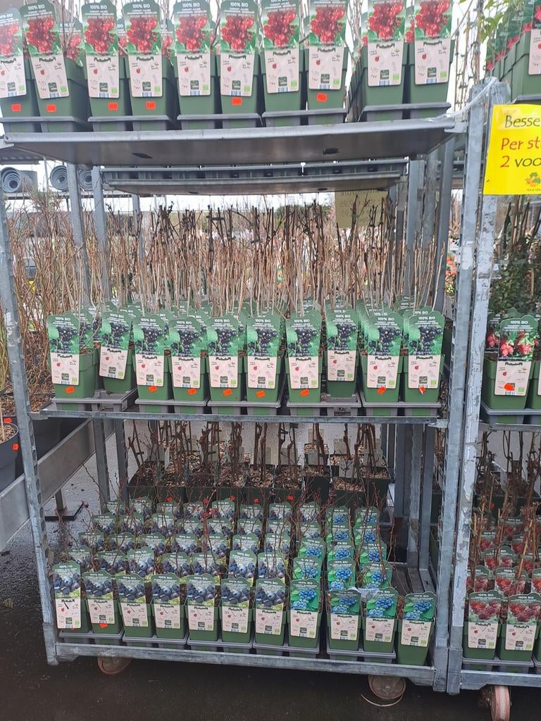 Biologische Fruitplanten bij Tuincentrum Van der Spek, Tuin en Terras, Planten | Fruitbomen, Ophalen