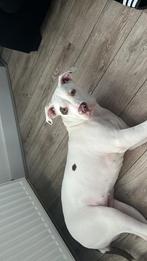 American Bully XL, 15 weken tot 1 jaar, Overige rassen, Teef, Parvo