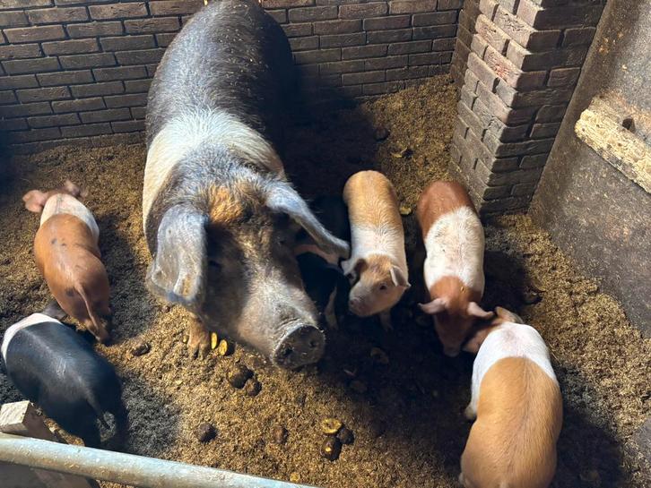 Nog 2 husumer borgjes te koop, Dieren en Toebehoren, Schapen, Geiten en Varkens, Varken, Mannelijk, 0 tot 2 jaar