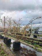 Cornus mas/ gele kornoelje, Tuin en Terras, Planten | Bomen, Ophalen, Halfschaduw, Overige soorten, Lente