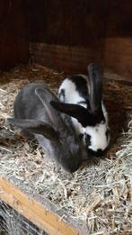Te koop: Lotharinger Konijnen, Dieren en Toebehoren, Meerdere dieren, Groot