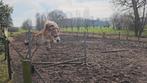 Verzorger gezocht, Dieren en Toebehoren, Ophalen