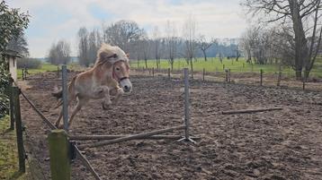 Verzorger gezocht beschikbaar voor biedingen