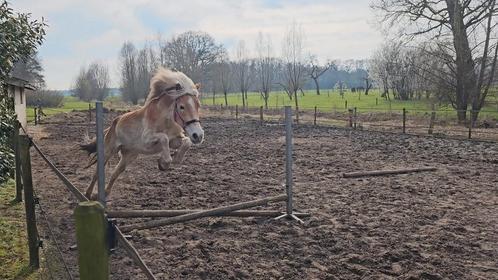 Verzorger gezocht, Dieren en Toebehoren, Paarden en Pony's | Overige Paardenspullen, Ophalen