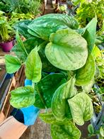 Scindapsus Trebie - P12 Pot, Ophalen of Verzenden