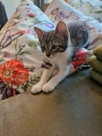 Schattige en lieve kitten