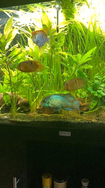 3 Sleutelgat Cichliden beschikbaar voor biedingen