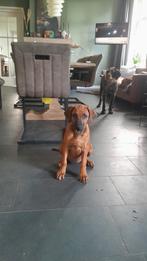Prachtige Rhodesian Ridgeback pupies, Dieren en Toebehoren, Overige rassen, 8 tot 15 weken, CDV (hondenziekte), Meerdere