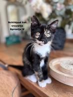 2 Prachtige Kittens – Britse Langhaar x Europese Korthaar, Meerdere dieren, Kortharig, 0 tot 2 jaar