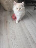 Ragdoll nog 1 katertje, Dieren en Toebehoren, Katten en Kittens | Raskatten | Korthaar, Meerdere dieren, Ontwormd, 0 tot 2 jaar