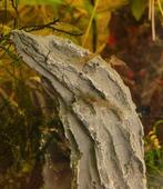 Garnalen wildkleur, Dieren en Toebehoren, Vissen | Aquariumvissen, Kreeft, Krab of Garnaal, Zoetwatervis