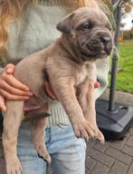 Bull mastiff pups, Dieren en Toebehoren, Overige rassen, 8 tot 15 weken, Meerdere, Meerdere dieren