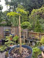 Albizia jullibrissin-Slaapboom, Ophalen, Volle zon, Overige soorten