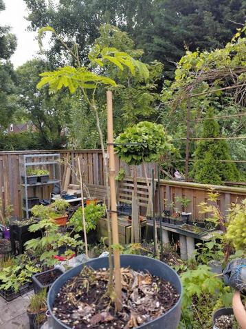 Albizia jullibrissin-Slaapboom beschikbaar voor biedingen